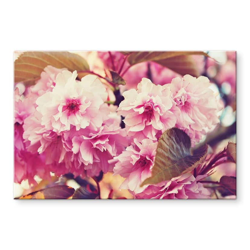 Akrylglastavla vintage körsbärsblommor