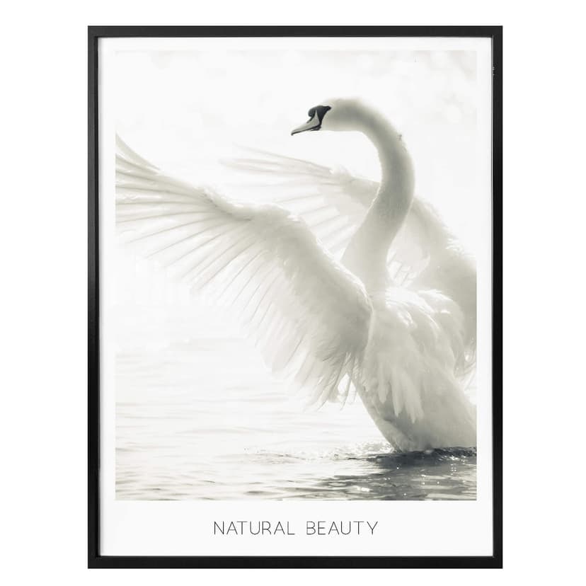 Poster Majestätisk svan - Naturlig skönhet