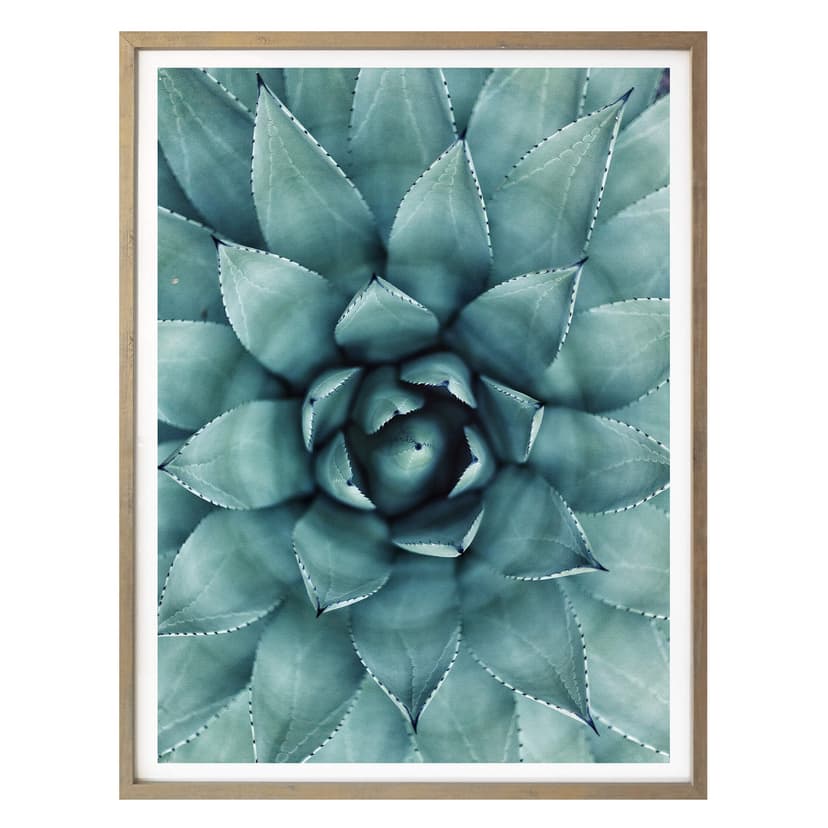 Poster Agave 02