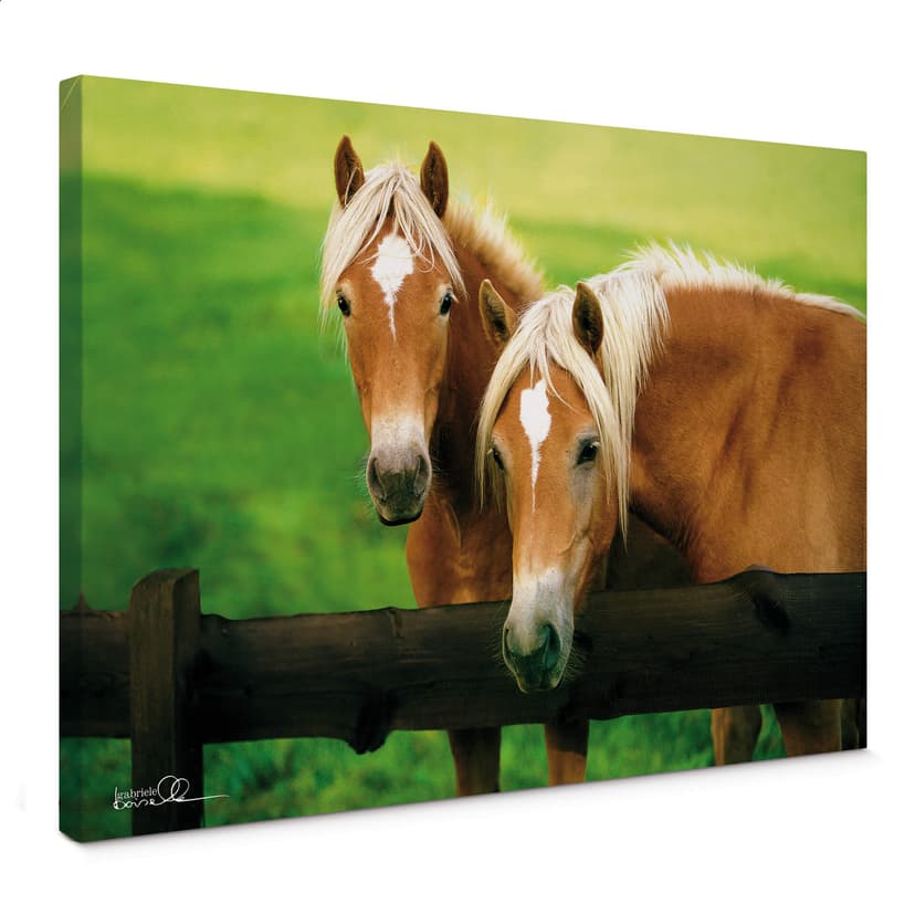 Canvastavla Boiselle - Nyfikna unga Haflinger-ston