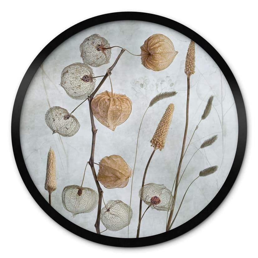 Poster Torkade lampionblommor - Disher - Rund